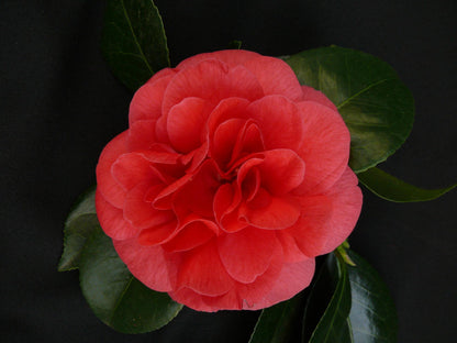 Buitenplant - Camellia japonica 'Lady Campbell' - Bloeiend - Pot Ø 26cm Hoogte ↕ 55cm