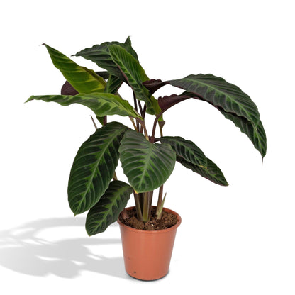 Kamerplant - Calathea Warscewiczii (Pauwenplant) - Pot Ø 19cm Hoogte ↕ 70cm