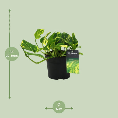 Kamerplant - Scindapsus (Epipremnum) N'joy Gold - Pot Ø 12cm Hoogte ↕ 25cm