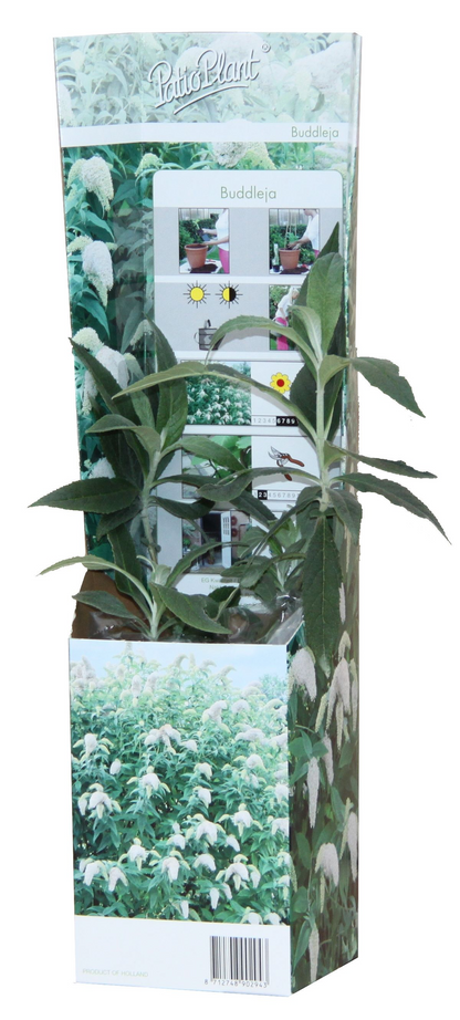 Buitenplant 20x Buddleja Davidii Mix - Bloeiend