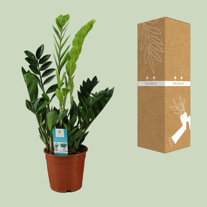 Kamerplant - Zamioculcas Zamiifolia - Pot Ø 17cm Hoogte ↕ 65cm