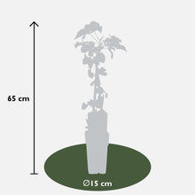 Buitenplant - Fallopia baldschuanica - Bruidsluier - Pot Ø 15cm Hoogte ↕ 65cm