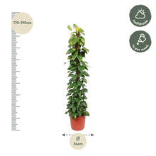 XL Kamerplant - Epipremnum Aureum op mosstok - Luchtzuiverend - Pot Ø 34cm Hoogte ↕ 180cm