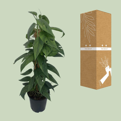 Kamerplant - Epipremnum Cebu Blue - Mosstok - Pot Ø 15cm Hoogte ↕ 60cm