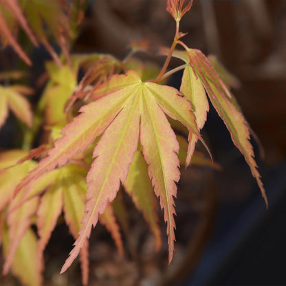 Buitenplant - Acer palmatum Katsura - Winterhard - Pot Ø 19cm Hoogte ↕ 70cm