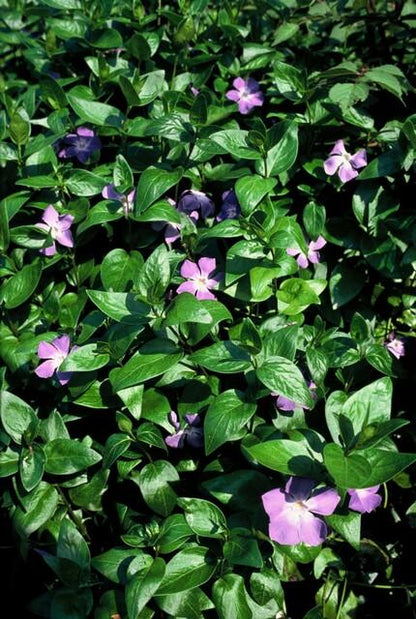 Buitenplant 48x Vinca major - Bodembedekker - Pot Ø 9cm Hoogte ↕ 10-25cm