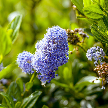 Buitenplant - Ceanothus impressus Victoria - Winterhard - Pot Ø 19cm Hoogte ↕ 90cm