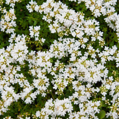 48x Thymus praecox 'Albiflorus' - ↕10-25cm - Ø9cm