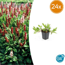 Buitenplant 24x Persicaria aff. 'Darjeeling Red' - Bloeiend - Pot Ø 9cm Hoogte ↕ 10-25cm