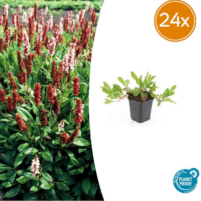 Buitenplant 24x Persicaria aff. 'Darjeeling Red' - Bloeiend - Pot Ø 9cm Hoogte ↕ 10-25cm