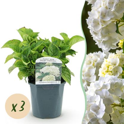 Buitenplant 3x Hydrangea macrophylla - Wit - Bloeiend - Pot Ø 17cm Hoogte ↕ 30cm