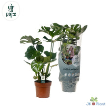 Kamerplant - Monstera Deliciosa - Pot Ø 17cm Hoogte ↕ 55cm