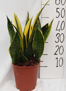 Kamerplant - Sansevieria Goldflame - Pot Ø 21cm Hoogte ↕ 50cm