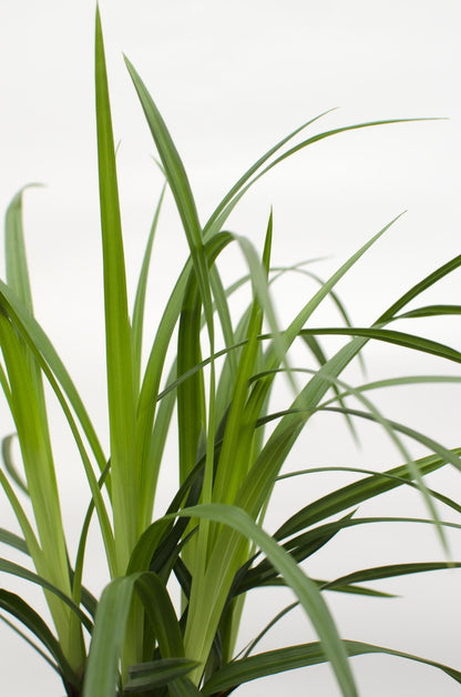 Buitenplant 3x Carex morrowii 'Irish Green' - Winterhard - Pot Ø 14cm Hoogte ↕ 30cm