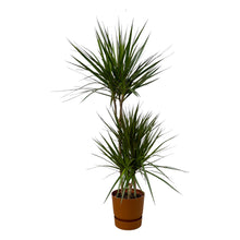 XL kamerplant - Dracaena Marginata - Pot Ø 21cm Hoogte ↕ 120cm
