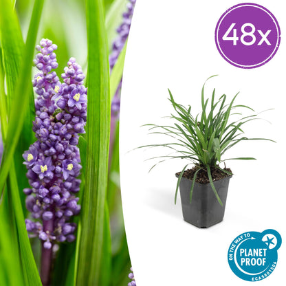 Buitenplant 48x Liriope muscari 'Big Blue' - Bloeiend - Pot Ø 9cm Hoogte ↕ 10-25cm