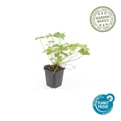Buitenplant 48x Geranium macrorrhizum 'Czakor' - Bloeiend - Pot Ø 9cm Hoogte ↕ 10-25cm