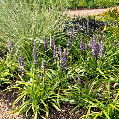 Buitenplant 3x Liriope muscari 'Ingwersen' - Pot Ø 14cm Hoogte ↕ 25cm