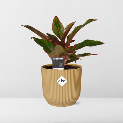 Kamerplant - Aglaonema Crete - Pot Ø 14cm
