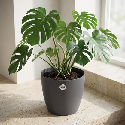 Pot - ELHO Brussels Rond 30cm - Antraciet