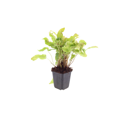Buitenplant 24x Asplenium scolopendrium - Pot Ø 9cm Hoogte ↕ 10-25cm