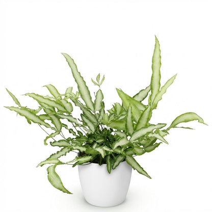 Kamerplant - Pteris cretica Albolineata - Lintvaren - Pot Ø 12cm Hoogte ↕ 20cm