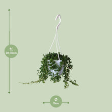 Kamerplant - Senecio Herreianus - Pot Ø 11cm Hoogte ↕ 25cm