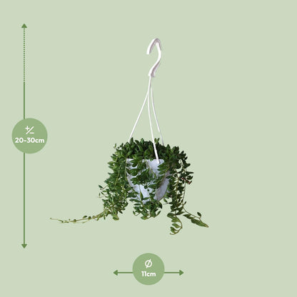 Kamerplant - Senecio Herreianus - Pot Ø 11cm Hoogte ↕ 25cm
