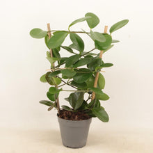 Kamerplant - Hoya - Pot Ø 12cm Hoogte ↕ 45cm