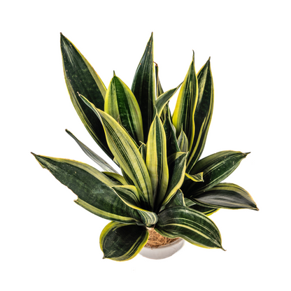 Kamerplant - Sansevieria Trifasciata Canary - Pot Ø 17cm Hoogte ↕ 45-55cm