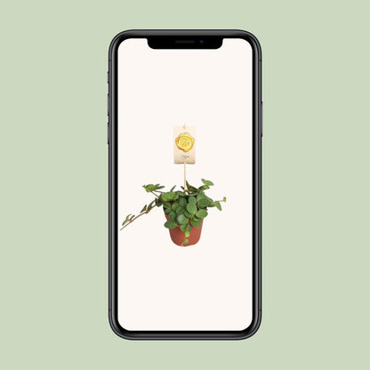 Kamerplant - Peperomia Hope - Pot Ø 12cm Hoogte ↕ 15cm