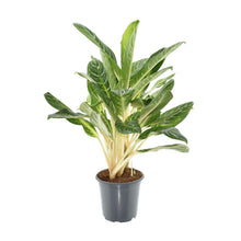 Kamerplant - Aglaonema Keylime - Pot Ø 21cm Hoogte ↕ 70cm