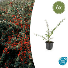 Buitenplant 6x Cotoneaster suec. 'Coral Beauty' - Pot Ø 9cm Hoogte ↕ 10-25cm