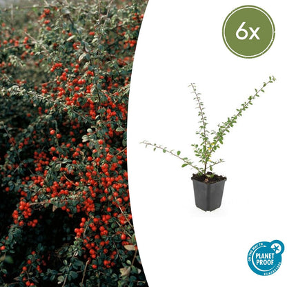 Buitenplant 6x Cotoneaster suec. 'Coral Beauty' - Pot Ø 9cm Hoogte ↕ 10-25cm