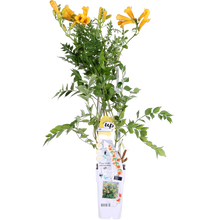 Buitenplant - Campsis Summer Jazz 'Gold Trumpet' - Bloeiend - Pot Ø 15cm Hoogte ↕ 65cm