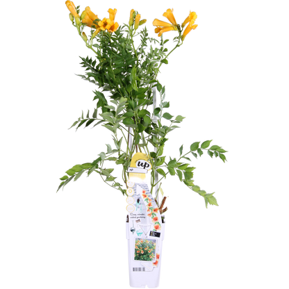 Buitenplant - Campsis Summer Jazz 'Gold Trumpet' - Bloeiend - Pot Ø 15cm Hoogte ↕ 65cm