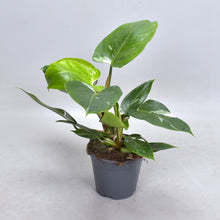 Kamerplant - Philodendron White Princess - Pot Ø 14cm Hoogte ↕ 35cm