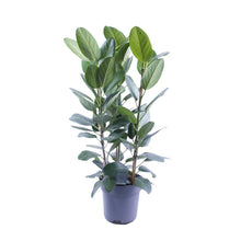 Kamerplant - Ficus Audrey Toef 3 stekken - Luchtzuiverend - Pot Ø 27cm Hoogte ↕ 105cm