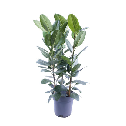 Kamerplant - Ficus Audrey Toef 3 stekken - Luchtzuiverend - Pot Ø 27cm Hoogte ↕ 105cm