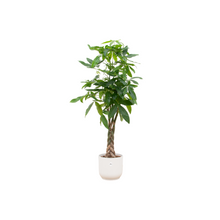 XL kamerplant - Pachira Aquatica - Pot Ø 30cm Hoogte ↕ 160cm