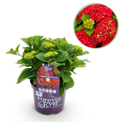Buitenplant - Hortensia Hydrangea Forever & Ever Rood - Bloeiend - Pot Ø 23cm Hoogte ↕ 55cm