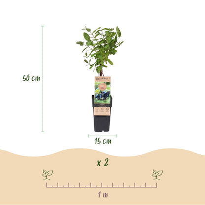 Buitenplant 2x Lonicera caerulea Kamchatika - Honingbes - Pot Ø 15cm Hoogte ↕ 50cm