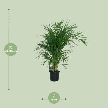 Kamerplant - Dypsis Lutescens - Luchtzuiverend - Pot Ø 19cm Hoogte ↕ 100cm