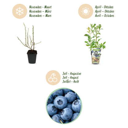 Buitenplant 3x Vaccinium corymbosum 'Bluegold' - Blauwe Bes - Winterhard - Pot Ø 9cm Hoogte ↕ 10-25cm