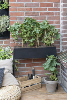 Buitenplant 3x Vitis Pixie 'Riesling' - Pot Ø 14cm Hoogte ↕ 30cm