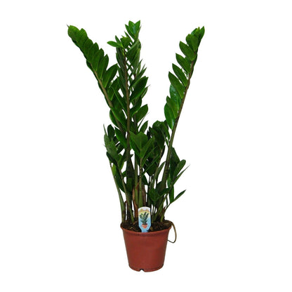 Kamerplant - Zamioculcas Zamiifolia - Pot Ø 14cm Hoogte ↕ 50cm