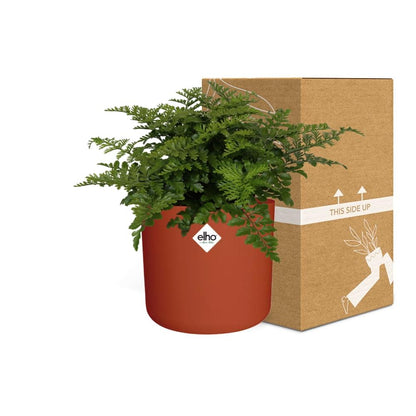 Kamerplant - Asplenium Parvati - Pot Ø 14cm