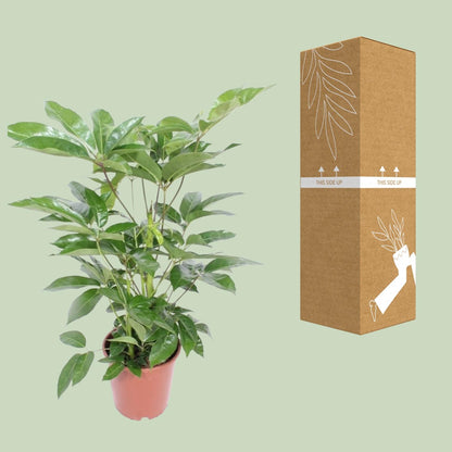 Kamerplant - Schefflera Actinophylla Amate - Pot Ø 24cm Hoogte ↕ 100cm