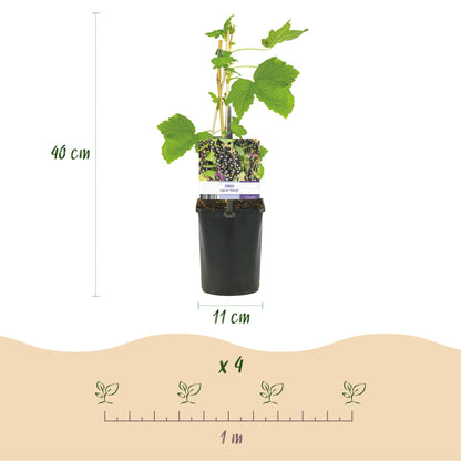 Buitenplant 2x Ribes nigrum 'Titania' - Zwarte bes - Pot Ø 11cm Hoogte ↕ 40cm
