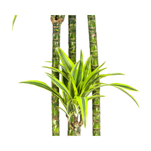 XL kamerplant - Dracaena Deremensis Lemon Lime - Pot Ø 27cm Hoogte ↕ 170-190cm
